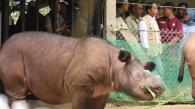 Raja Juli Antoni : Teknologi Reproduksi Berbantu Cegah Badak Sumatera Punah