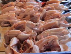 Harga Ayam Potong di Sanggau Tembus Rp50 Ribu Per Kilogram