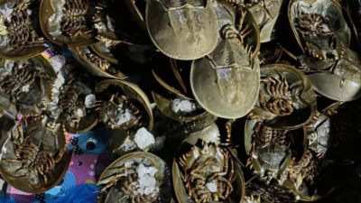 Bea Cukai Gagalkan Penyelundupan 1.519 Ekor Belangkas di Pelabuhan Teluk Nibung