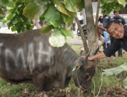 PT Timah Salurkan Ratusan Hewan Kurban di Empat Provinsi Jelang Idul Adha 2025