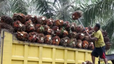 Harga Referensi CPO Oktober 2025 Naik Jadi $963,61, Kemendag Ungkap Pemicunya Permintaan dari India