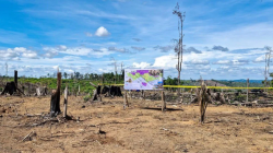 Gakkum Kemenhut Sasar Pemodal, 2.390 Ha Habitat Gajah di Lanskap Seblat Dikuasai Kembali