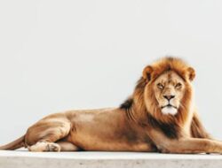 Sejarah Barongsai: Ada Hubungannya dengan Hewan Singa di India