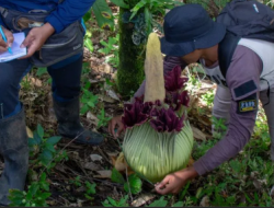 BKSDA Sumbar Temukan Amorphophallus Titanum Setinggi 113 Cm di Agam